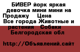 БИВЕР йорк яркая девочка мини мини на Продажу! › Цена ­ 45 000 - Все города Животные и растения » Собаки   . Белгородская обл.